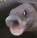 fishPog