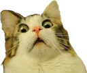 catwut