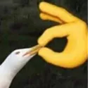 shut