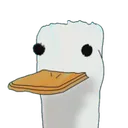 duckstare duckstare