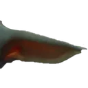 yoda2