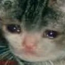 Crycat crycat Discord Emoji