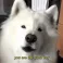 henlo3 henlo3