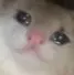 sadrat