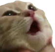 CatPog