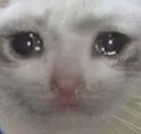 sadcat