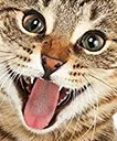 catderp
