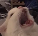 mikat mikat