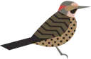 northern_flicker