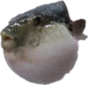 :Augh1: Discord Emote