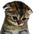 Sadcat4_OL