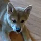DogeBite