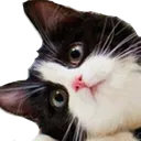 catTiltL Discord Emoji