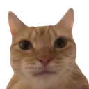 StareCat