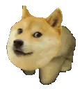 doge