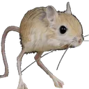 :souris: souris