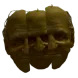 scorvChaos
