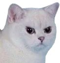 madcat