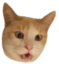 catshock catshock