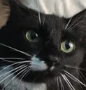 GrumboWut