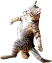 walk