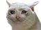 c_kat Discord emoji