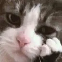 CatSad