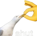 shut