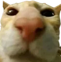 stare5