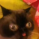 gremlin