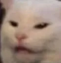 annoyedCat annoyedCat