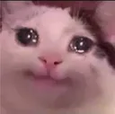 sadcat