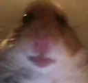 hamster