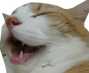CatLaugh