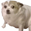chonko Discord emoji
