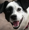 DogAirportBribeDog DogAirportBribeDog
