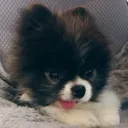 oreoblep
