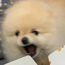 ShinkuIceSCREAM