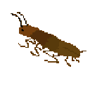 danceroach