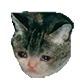 sadcat2 Discord emoji