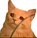 CatHmmmm CatHmmmm