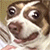 :dogmorph: Discord Emote