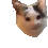 1080pcat 1080pcat