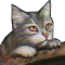 graywaiting