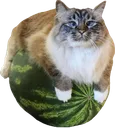 meloncat