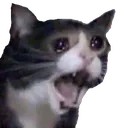 Yamero