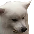 gakiloThink