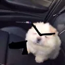RobberDoggo