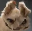 dag