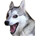 huskywow